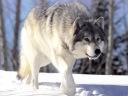 TN_Wolf_Winter_020.JPG
