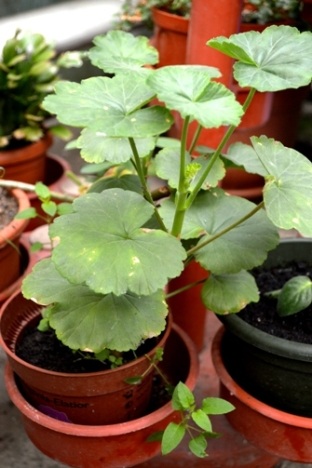pelargoniumsp
